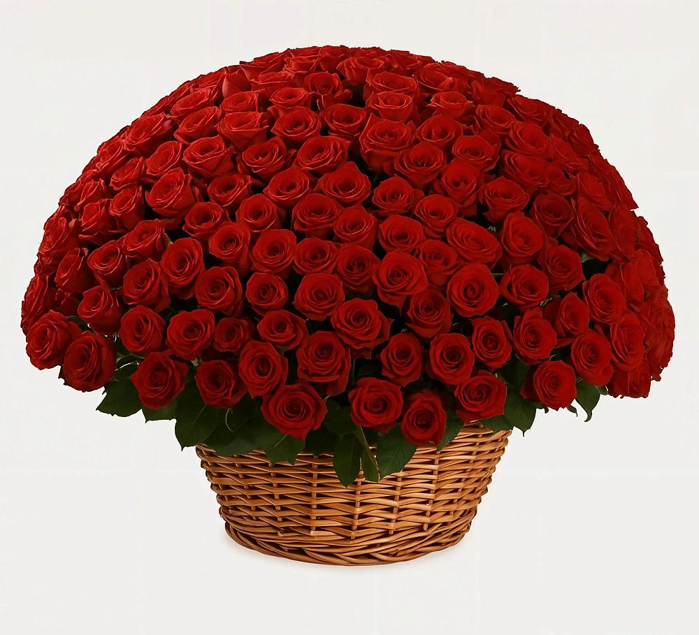 251 Премиум красная роза в Лесной Пушкинский район Премиум букет из: Розы в Лесной Пушкинский район